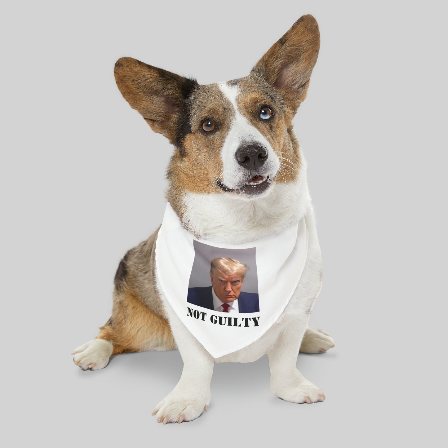 NOT GUILTY Trump Mugshot Pet Bandana Collar